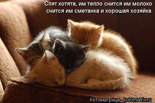Спят котята, им тепло снится им молоко снится им сметанка и хорошая хозяйка... Котоматрица: Спят котята, им тепло снится им молоко снится им сметанка и хорошая хозяйка