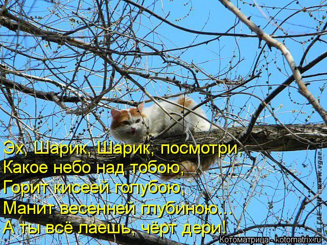 Эх, Шарик, Шарик, посмотри, Какое небо над тобою, Горит кисеей голубою, А ты всё лаешь, чёрт дери! Ма... Котоматрица: Эх, Шарик, Шарик, посмотри, Какое небо над тобою, Горит кисеей голубою, А ты всё лаешь, чёрт дери! Манит весенней глубиною...