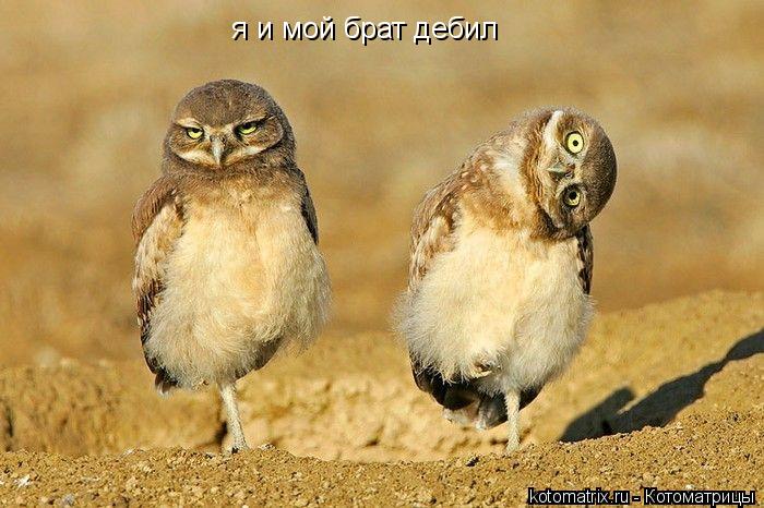 я и мой брат дебил... Котоматрица: я и мой брат дебил