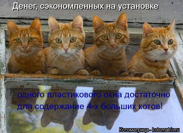 Денег, сэкономленных на установке одного пластикового окна достаточно для содержание 4-х больших кот... Котоматрица: Денег, сэкономленных на установке одного пластикового окна достаточно для содержание 4-х больших котов!