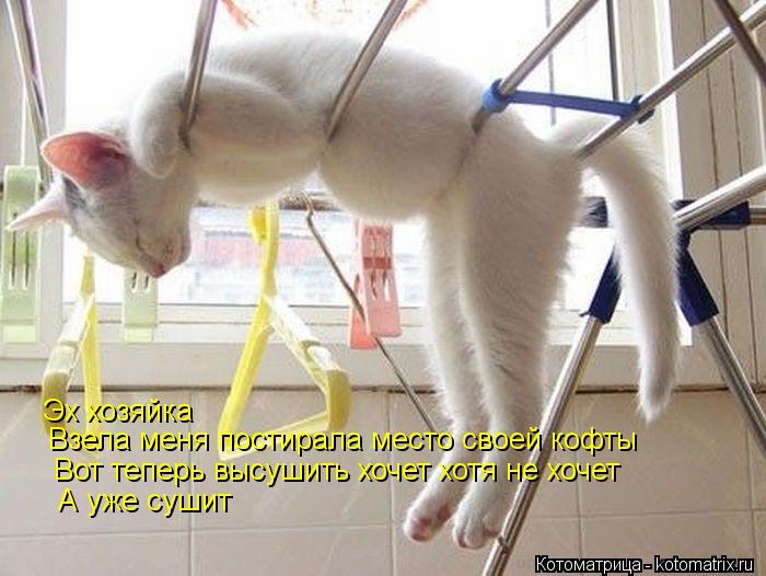 Эх хозяйка Взела меня постирала место своей кофты Вот теперь высушить хочет хотя не хочет А уже суши... Котоматрица: Эх хозяйка Взела меня постирала место своей кофты Вот теперь высушить хочет хотя не хочет А уже сушит