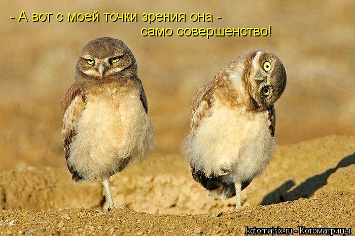 - А вот с моей точки зрения она - само совершенство!... Котоматрица: - А вот с моей точки зрения она - само совершенство!
