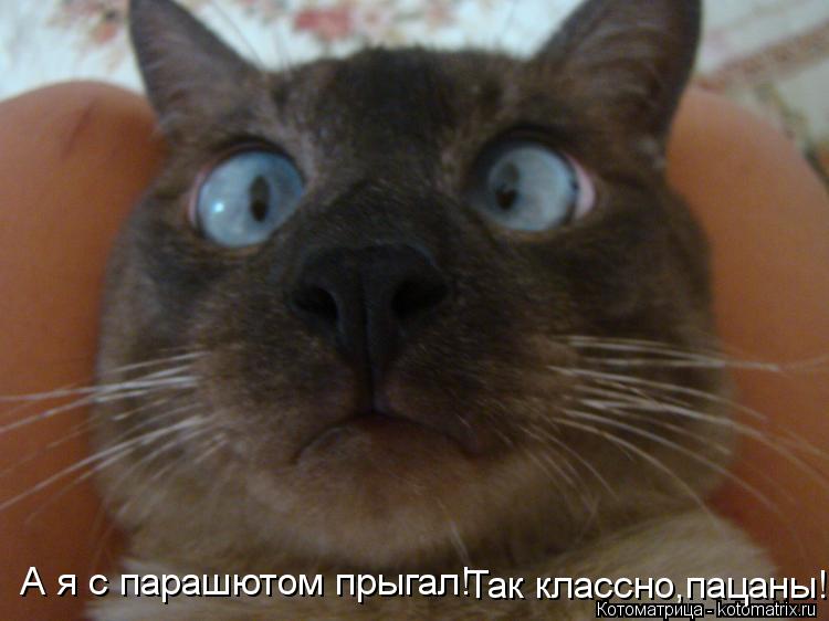 А я с парашютом прыгал! Так классно,пацаны!... Котоматрица: А я с парашютом прыгал! Так классно,пацаны!