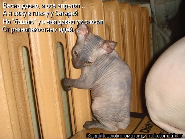 Весна давно, и все апрелят... А я сижу в плену у батарей Но "башню" у меня давно уж сносит От разнопа... Котоматрица: Весна давно, и все апрелят... А я сижу в плену у батарей Но "башню" у меня давно уж сносит От разнопакостных идей....