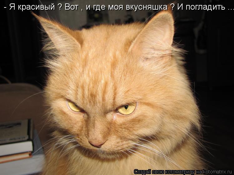 - Я красивый ? Вот , и где моя вкусняшка ? И погладить ...... Котоматрица: - Я красивый ? Вот , и где моя вкусняшка ? И погладить ...