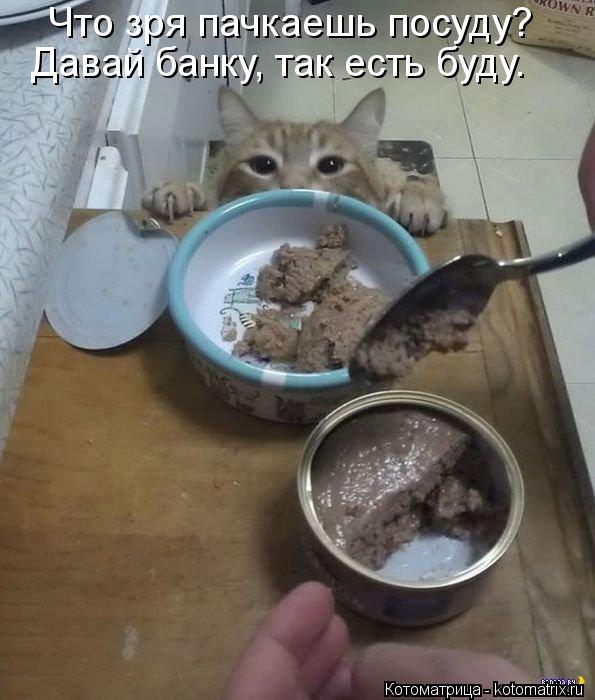 Что зря пачкаешь посуду? Давай банку, так есть буду.... Котоматрица: Что зря пачкаешь посуду? Давай банку, так есть буду.