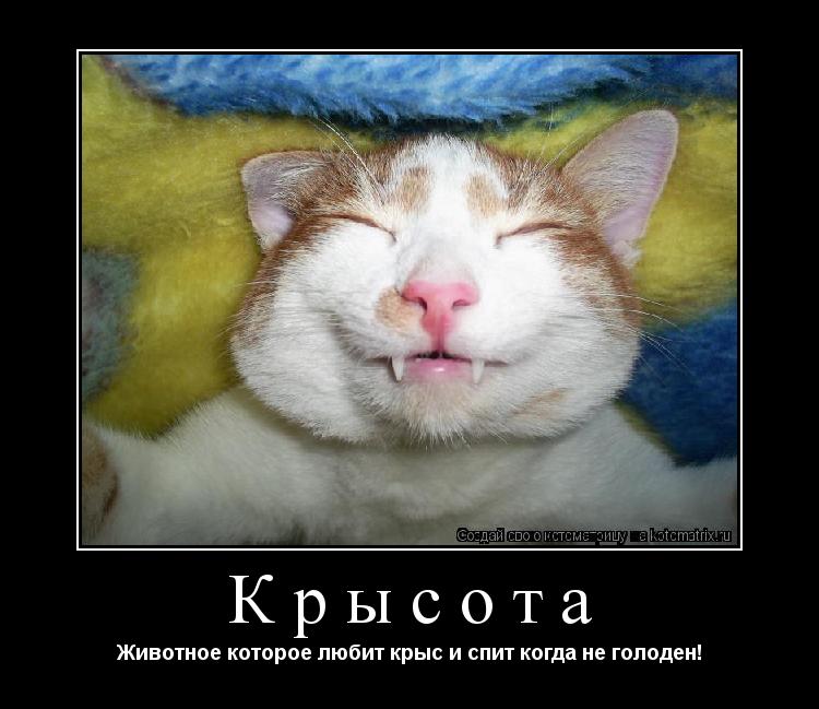 Крысота Животное которое любит крыс и спит когда не голоден!... Котоматрица: Крысота Животное которое любит крыс и спит когда не голоден!