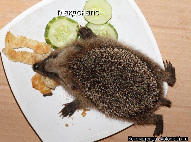 Макдоналс... Котоматрица: Макдоналс