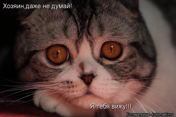 Хозяин,даже не думай! Я тебя вижу!!!... Котоматрица: Хозяин,даже не думай! Я тебя вижу!!!