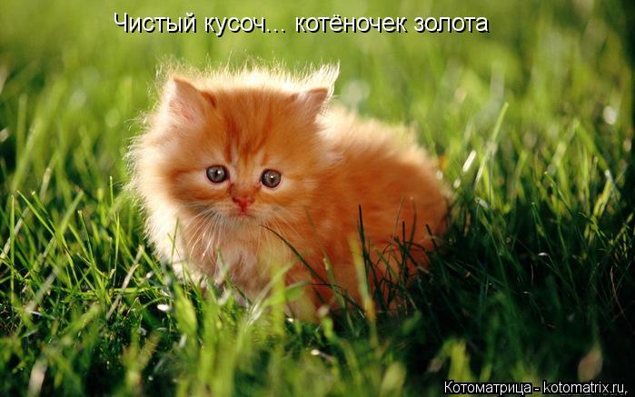 Чистый кусоч... котёночек золота... Котоматрица: Чистый кусоч... котёночек золота