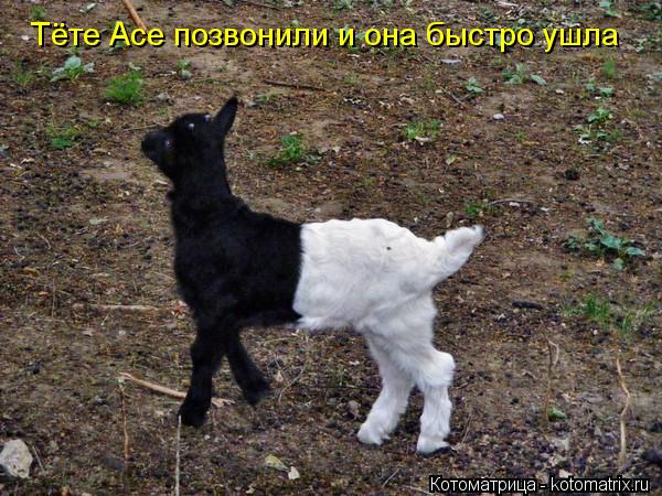 Тёте Асе позвонили и она быстро ушла... Котоматрица: Тёте Асе позвонили и она быстро ушла