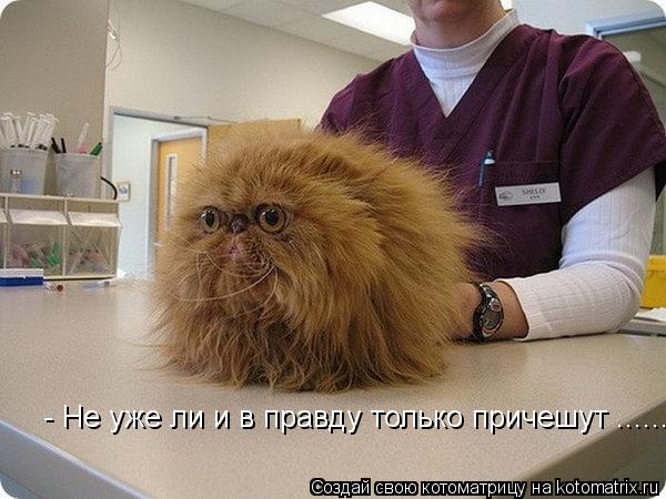 - Не уже ли и в правду только причешут ......... Котоматрица: - Не уже ли и в правду только причешут ......