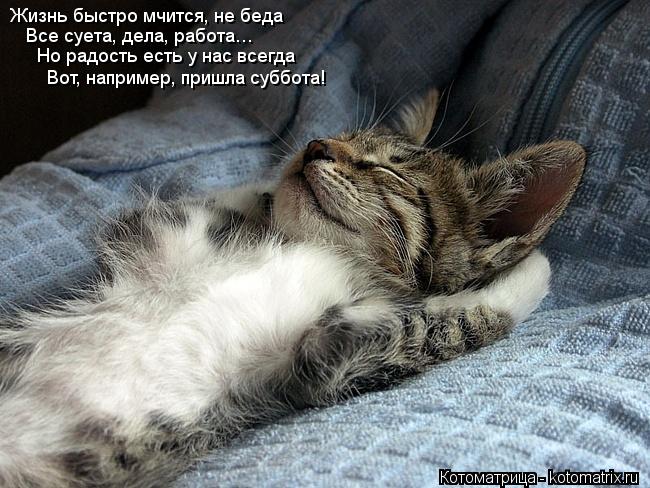 Жизнь быстро мчится, не беда Все суета, дела, работа… Но радость есть у нас всегда Вот, например, при... Котоматрица: Жизнь быстро мчится, не беда Все суета, дела, работа… Но радость есть у нас всегда Вот, например, пришла суббота!