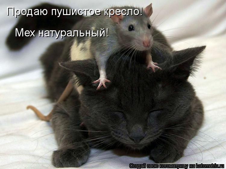 Продаю пушистое кресло! Мех натуральный!... Котоматрица: Продаю пушистое кресло! Мех натуральный!