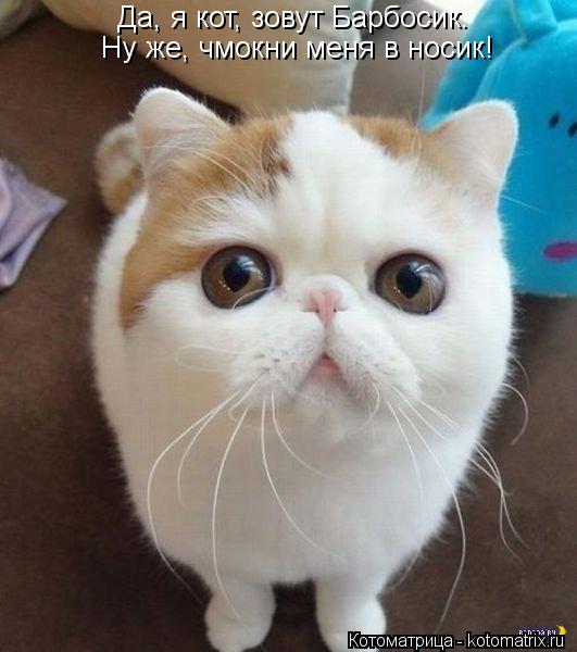 Да, я кот, зовут Барбосик. Ну же, чмокни меня в носик!... Котоматрица: Да, я кот, зовут Барбосик. Ну же, чмокни меня в носик!