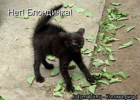 Нет! Блондинка!... Котоматрица: Нет! Блондинка!