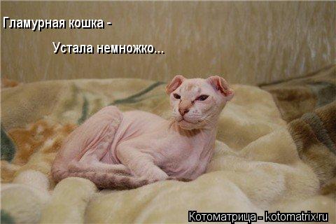 Устала немножко... Гламурная кошка -... Котоматрица: Устала немножко... Гламурная кошка -