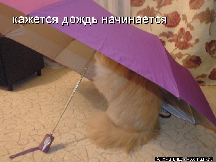 кажется дождь начинается... Котоматрица: кажется дождь начинается