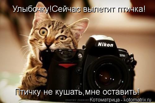 Улыбочку!Сейчас вылетит птичка! Птичку не кушать,мне оставить!... Котоматрица: Улыбочку!Сейчас вылетит птичка! Птичку не кушать,мне оставить!