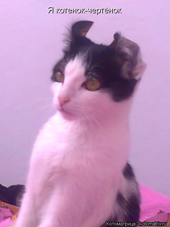 Я котенок-чертёнок... Котоматрица: Я котенок-чертёнок