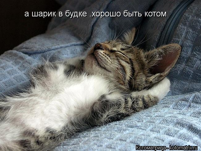 а шарик в будке .хорошо быть котом... Котоматрица: а шарик в будке .хорошо быть котом