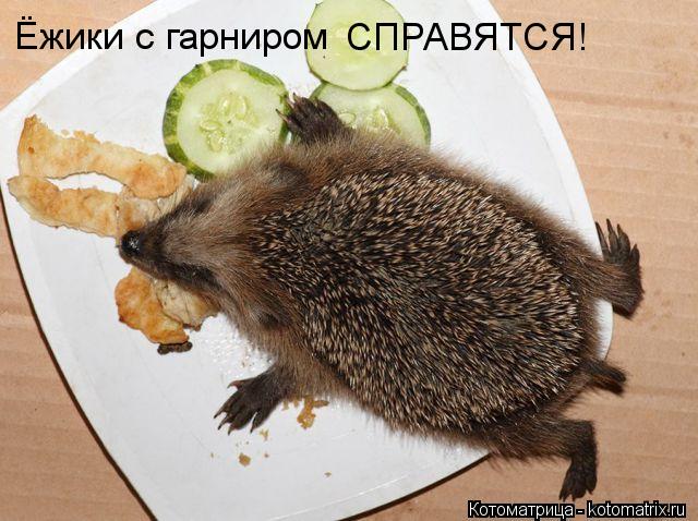 Ёжики с гарниром СПРАВЯТСЯ!... Котоматрица: Ёжики с гарниром СПРАВЯТСЯ!