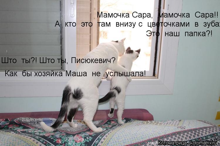 А кто это там внизу с цветочками в зубах? Это наш папка?! Мамочка Сара, мамочка Сара!! Што... Котоматрица: А кто это там внизу с цветочками в зубах? Это наш папка?! Мамочка Сара, мамочка Сара!! Што ты?! Што ты, Писюкевич? Как бы хозяйка Маша не