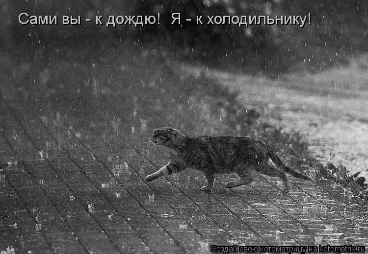 Сами вы - к дождю! Я - к холодильнику!... Котоматрица: Сами вы - к дождю! Я - к холодильнику!