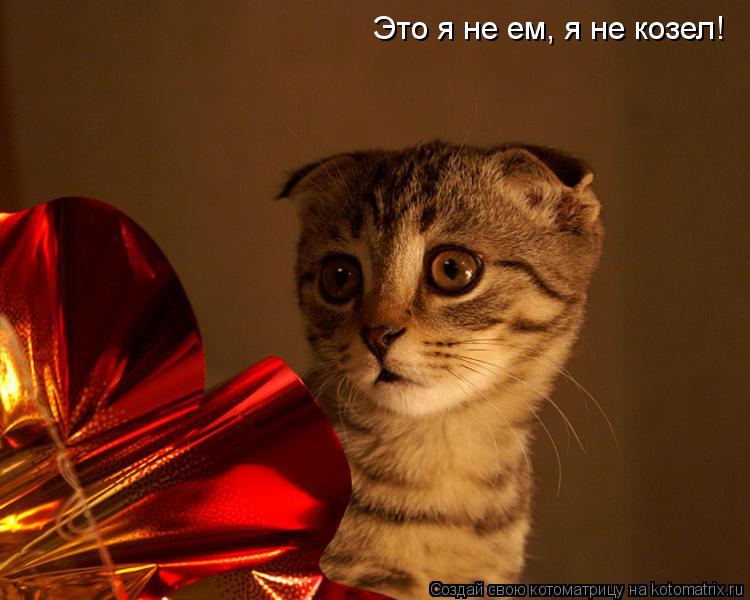 Это я не ем, я не козел!... Котоматрица: Это я не ем, я не козел!