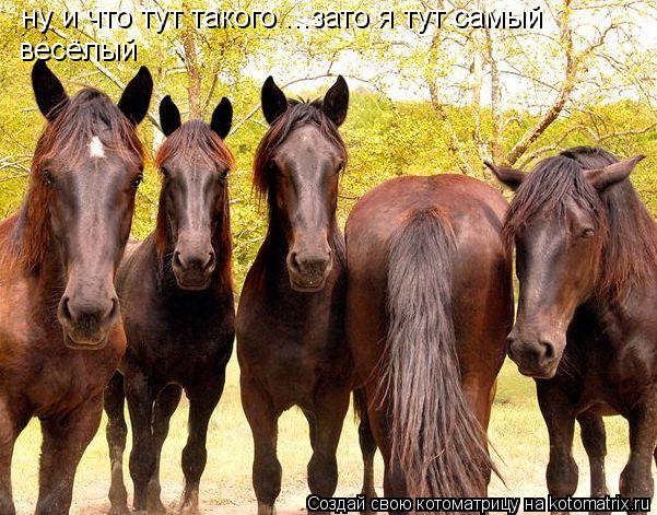 ну и что тут такого ...зато я тут самый весёлый... Котоматрица: ну и что тут такого ...зато я тут самый весёлый