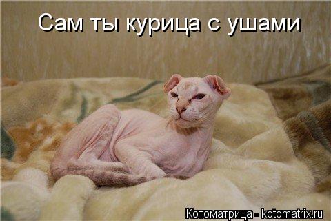 Сам ты курица с ушами... Котоматрица: Сам ты курица с ушами