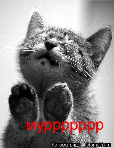 муррррррр... Котоматрица: муррррррр