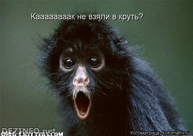 Каааааааак не взяли в круть?... Котоматрица: Каааааааак не взяли в круть?