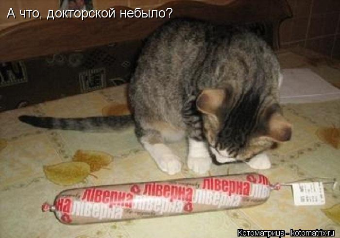 А что, докторской небыло?... Котоматрица: А что, докторской небыло?