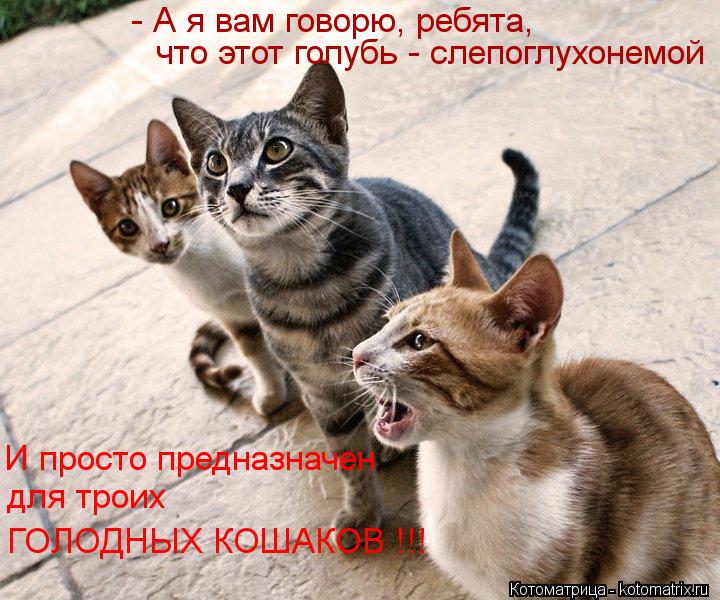 - А я вам говорю, ребята, что этот голубь - слепоглухонемой И просто предназначен для троих ГОЛОДНЫХ ... Котоматрица: - А я вам говорю, ребята, что этот голубь - слепоглухонемой И просто предназначен для троих ГОЛОДНЫХ КОШАКОВ !!!