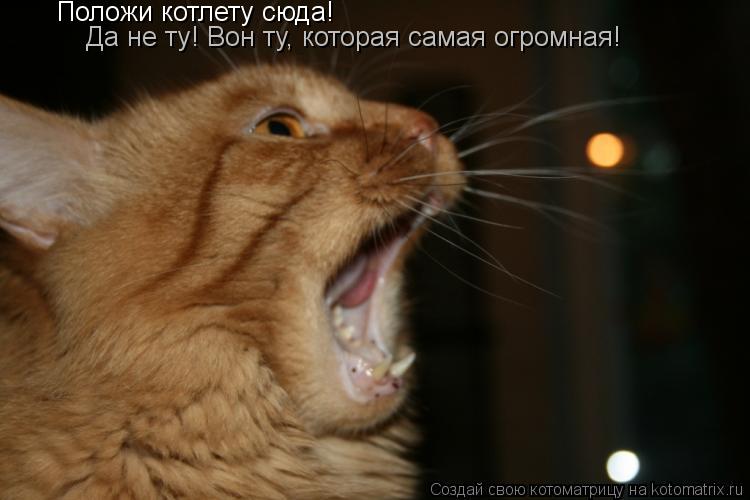 Положи котлету сюда! Да не ту! Вон ту, которая самая огромная!... Котоматрица: Положи котлету сюда! Да не ту! Вон ту, которая самая огромная!