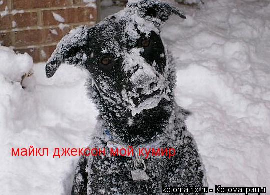 майкл джексон мой кумир... Котоматрица: майкл джексон мой кумир