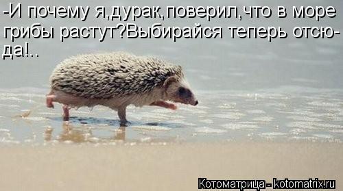 -И почему я,дурак,поверил,что в море грибы растут?Выбирайся теперь отсю- да!..... Котоматрица: -И почему я,дурак,поверил,что в море грибы растут?Выбирайся теперь отсю- да!..