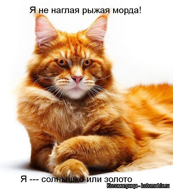 Я не наглая рыжая морда! Я --- солнышко или золото... Котоматрица: Я не наглая рыжая морда! Я --- солнышко или золото