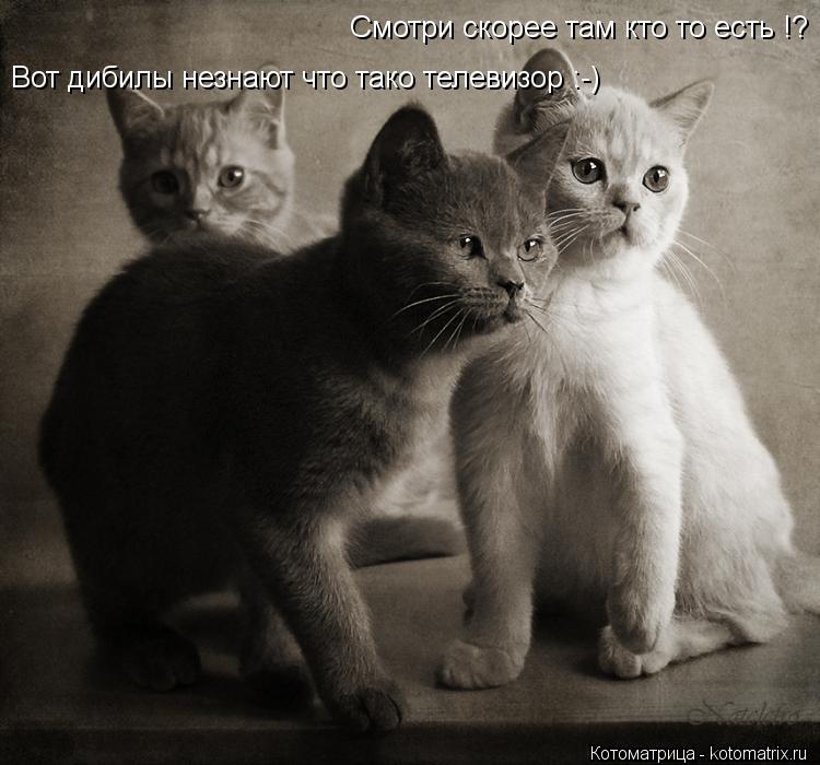 Смотри скорее там кто то есть !? Вот дибилы незнают что тако телевизор :-)... Котоматрица: Смотри скорее там кто то есть !? Вот дибилы незнают что тако телевизор :-)