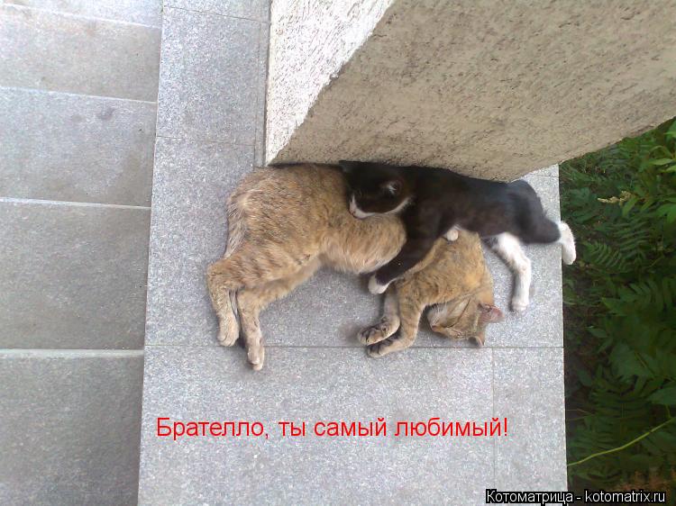 Брателло, ты самый любимый!... Котоматрица: Брателло, ты самый любимый!