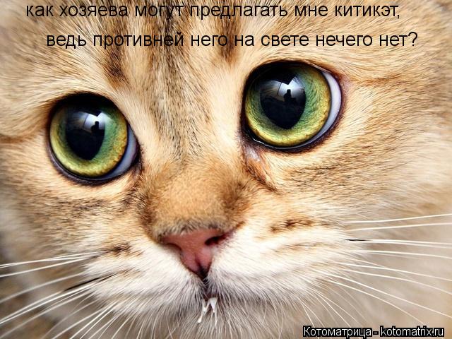 как хозяева могут предлагать мне китикэт, ведь противней него на свете нечего нет?... Котоматрица: как хозяева могут предлагать мне китикэт, ведь противней него на свете нечего нет?