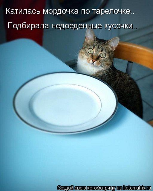 Катилась мордочка по тарелочке... Подбирала недоеденные кусочки...... Котоматрица: Катилась мордочка по тарелочке... Подбирала недоеденные кусочки...