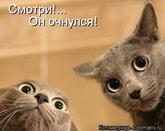 Смотри!... Он очнулся!... Котоматрица: Смотри!... Он очнулся!