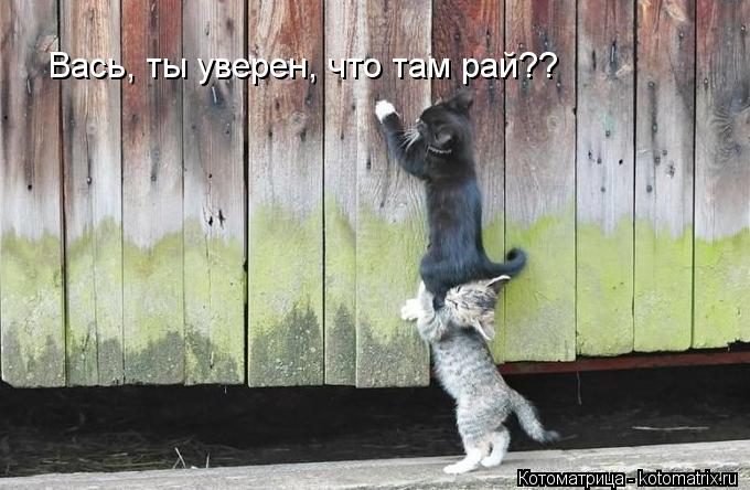 Вась, ты уверен, что там рай??... Котоматрица: Вась, ты уверен, что там рай??