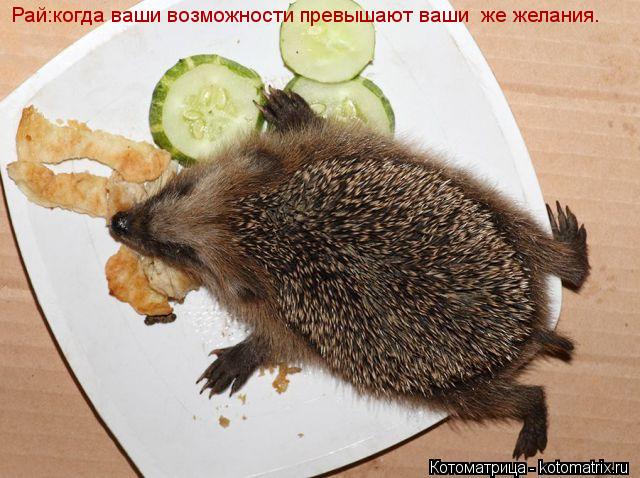 Рай:когда ваши возможности превышают ваши же желания.... Котоматрица: Рай:когда ваши возможности превышают ваши же желания.