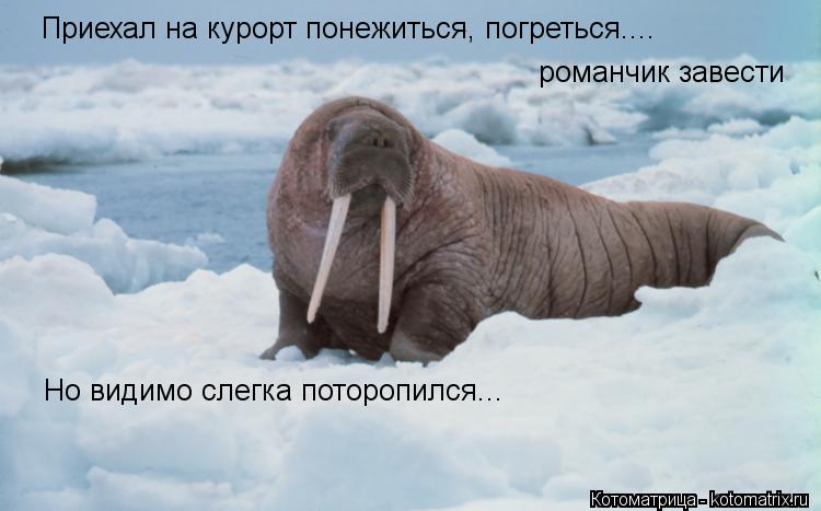 Приехал на курорт понежиться, погреться.... романчик завести Но видимо слегка поторопился...... Котоматрица: Приехал на курорт понежиться, погреться.... романчик завести Но видимо слегка поторопился...