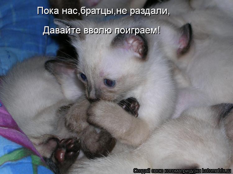 Пока нас,братцы,не раздали, Давайте вволю поиграем!... Котоматрица: Пока нас,братцы,не раздали, Давайте вволю поиграем!