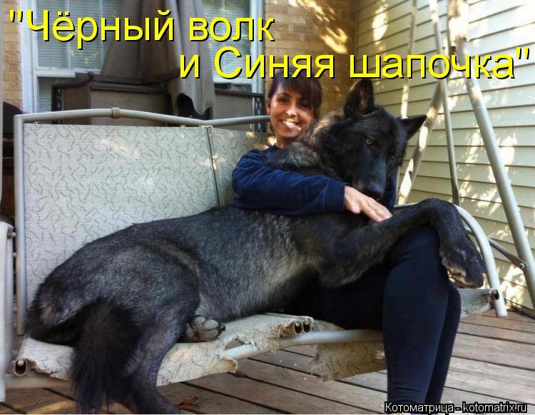 "Чёрный волк и Синяя шапочка"... Котоматрица: "Чёрный волк и Синяя шапочка"