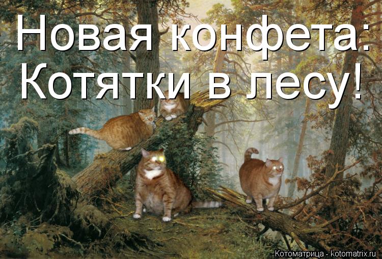 Новая конфета: Котятки в лесу!... Котоматрица: Новая конфета: Котятки в лесу!